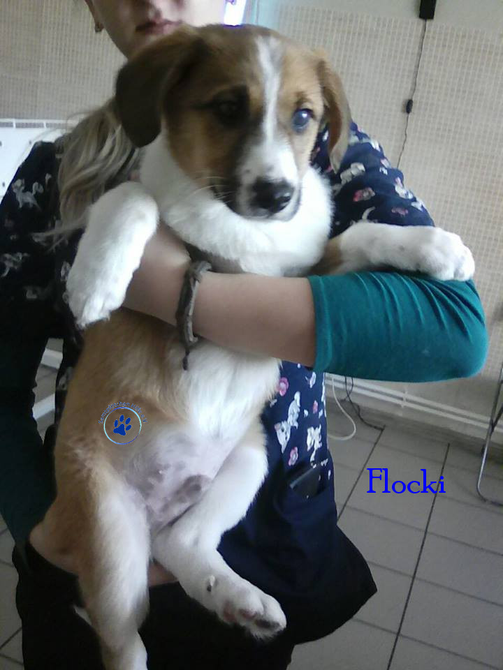 Elena/Hunde/Flocki/Flocki21mN.jpg