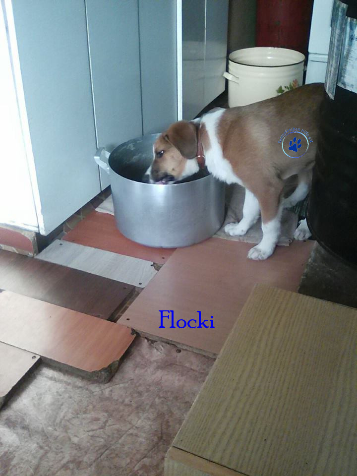 Elena/Hunde/Flocki/Flocki22mN.jpg