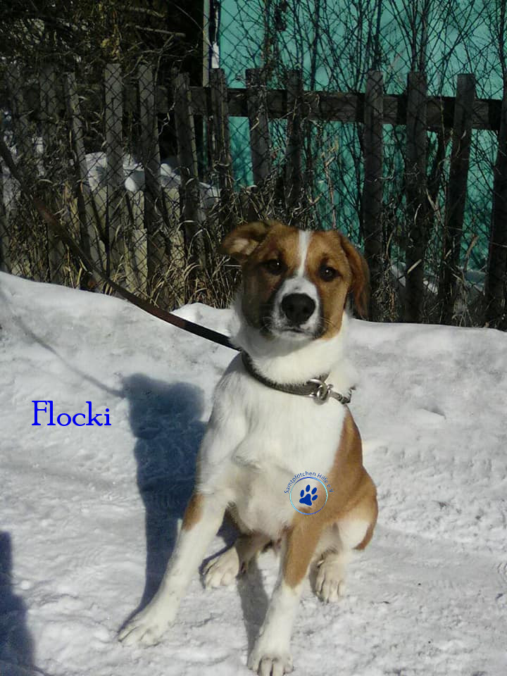 Elena/Hunde/Flocki/Flocki36mN.jpg