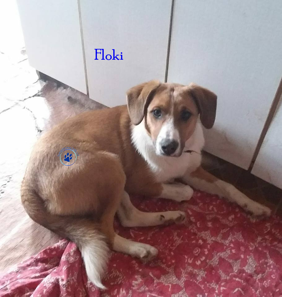 Elena/Hunde/Flocki/Flocki37mN.jpg