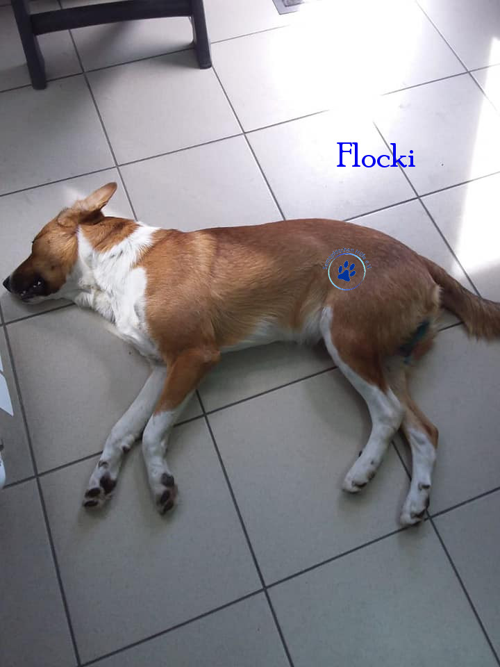 Elena/Hunde/Flocki/Flocki40mN.jpg