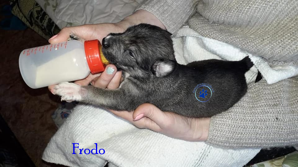 Elena/Hunde/Frodo/Frodo01mN.jpg