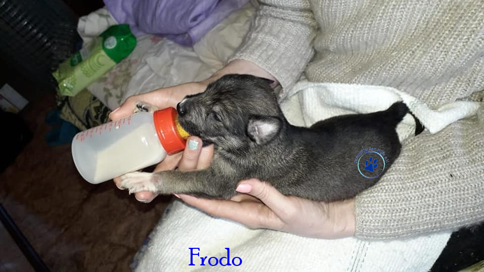 Elena/Hunde/Frodo/Frodo03mN.jpg
