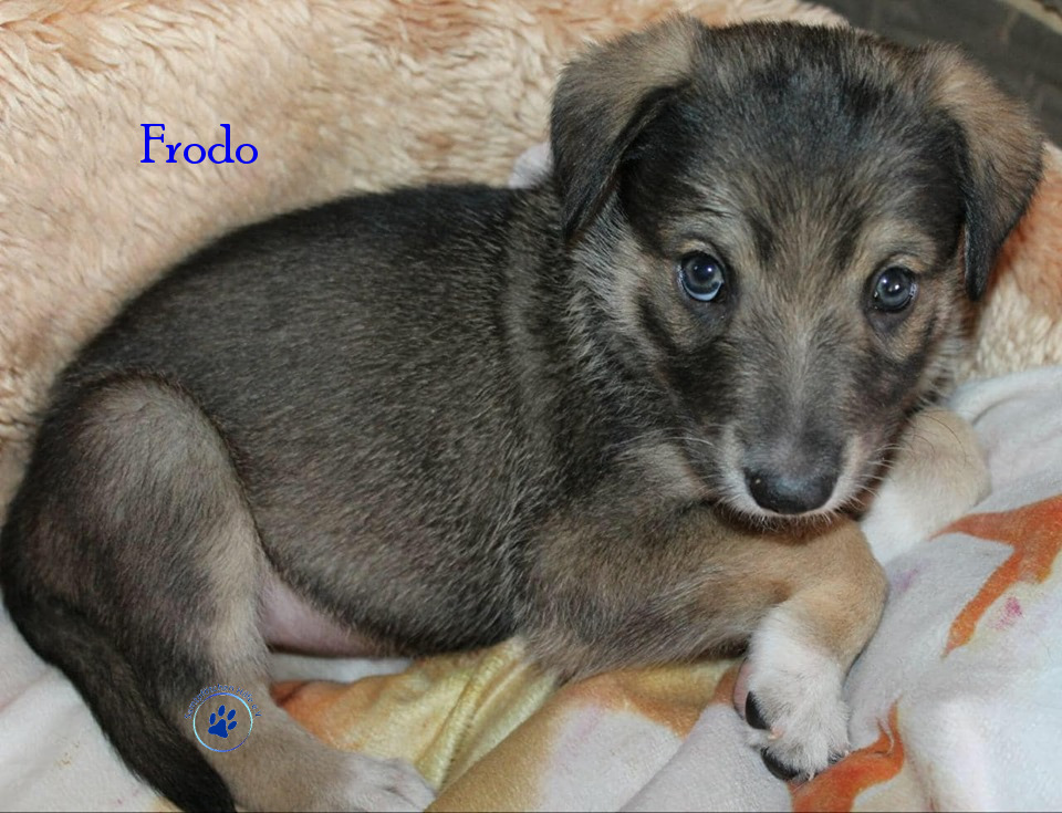 Elena/Hunde/Frodo/Frodo11mN.jpg