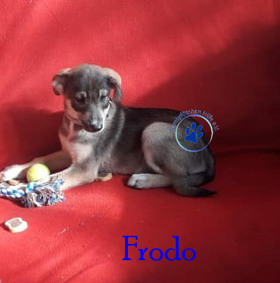 Elena/Hunde/Frodo/Frodo12mN.jpg