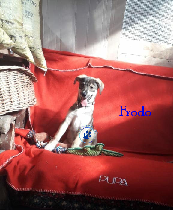 Elena/Hunde/Frodo/Frodo13mN.jpg