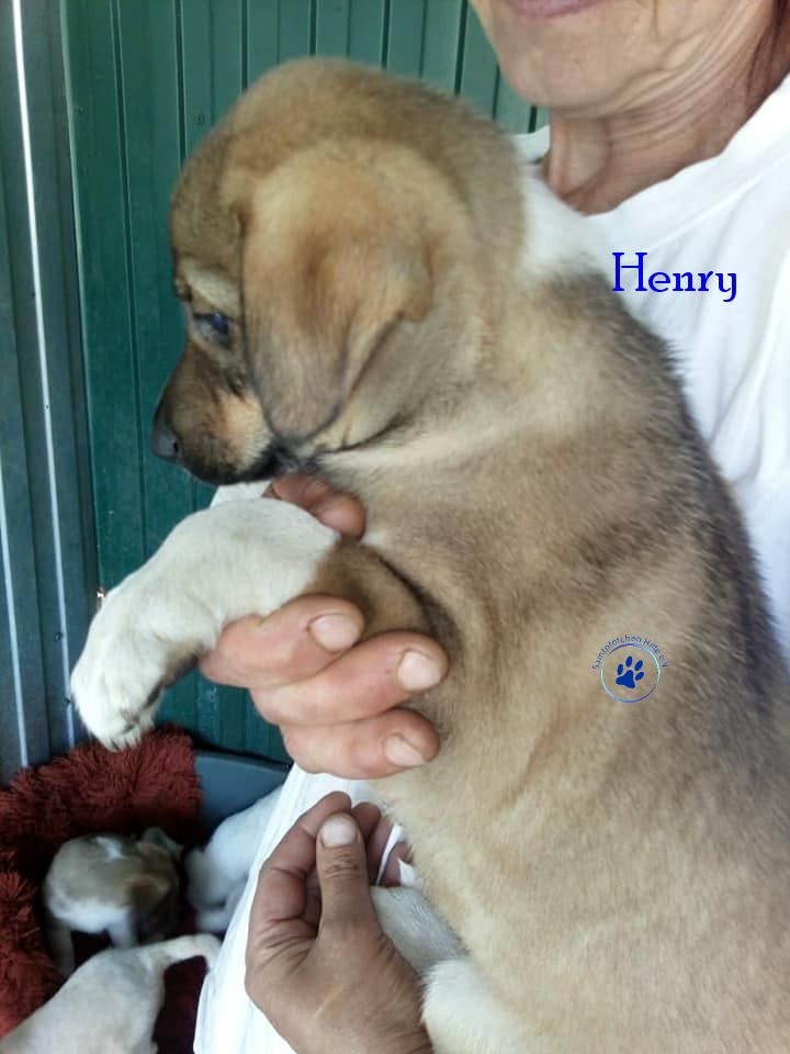 Elena/Hunde/Henri/Henry01mN.jpg