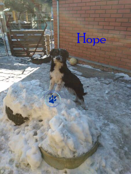 Elena/Hunde/Hope/Hope13mN.jpg