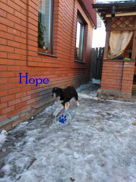 Elena/Hunde/Hope/Hope14mN.jpg