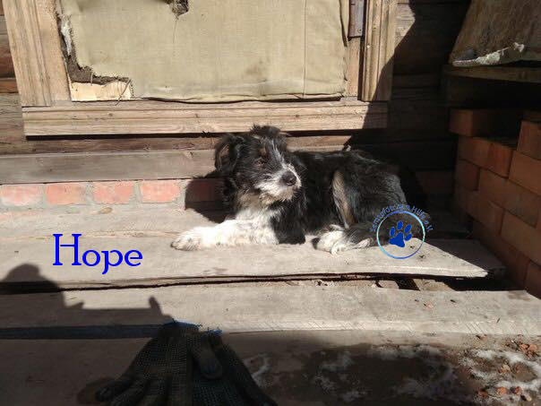 Elena/Hunde/Hope/Hope16mN.jpg
