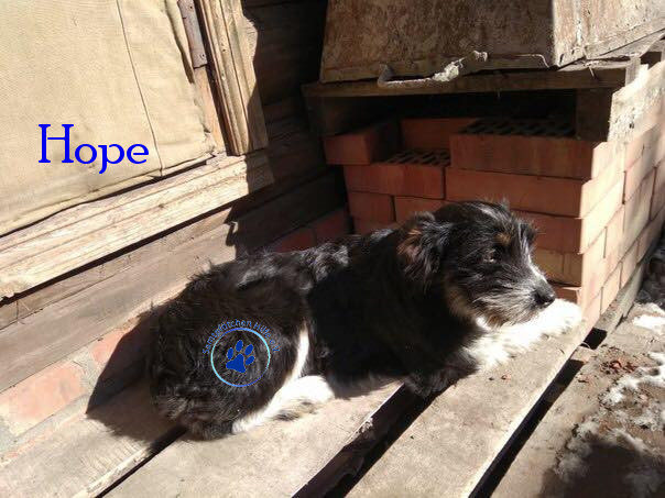 Elena/Hunde/Hope/Hope17mN.jpg