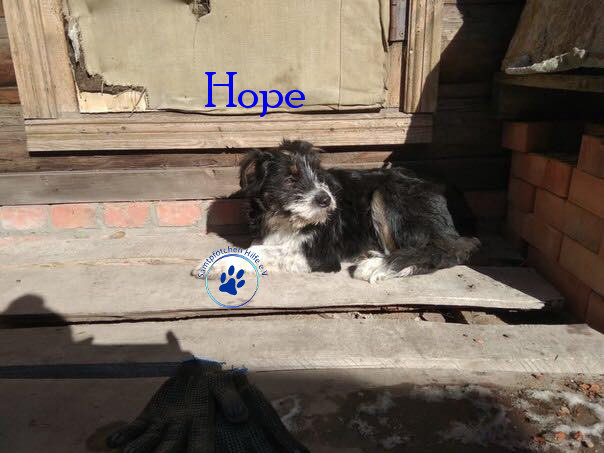 Elena/Hunde/Hope/Hope20mN.jpg