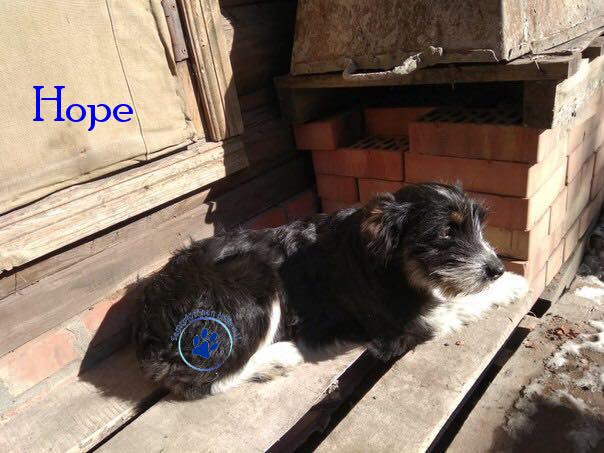 Elena/Hunde/Hope/Hope21mN.jpg