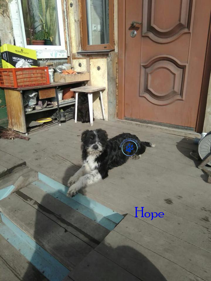 Elena/Hunde/Hope/Hope23mN.jpg