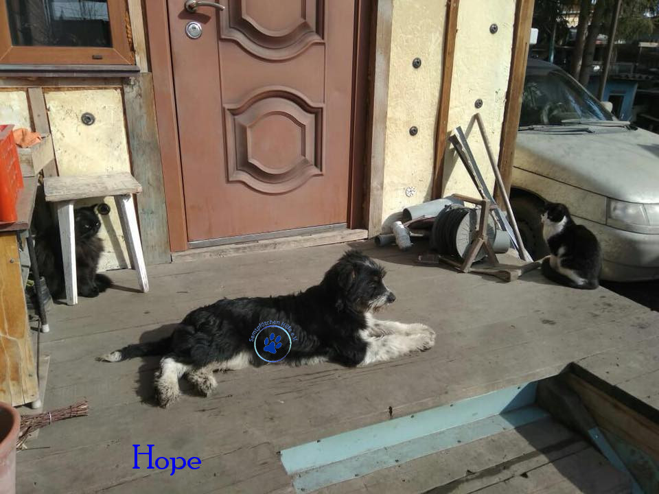 Elena/Hunde/Hope/Hope24mN.jpg
