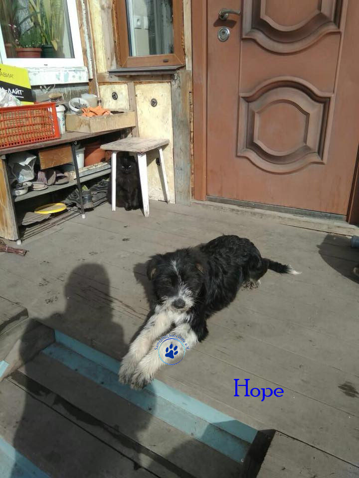 Elena/Hunde/Hope/Hope25mN.jpg