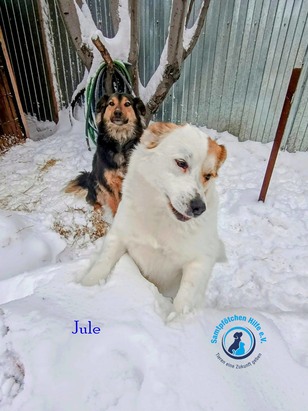 Elena/Hunde/Jule/Jule20mN.jpg