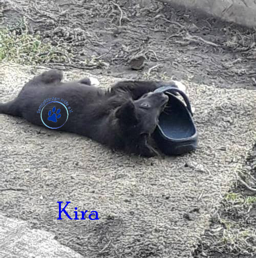 Elena/Hunde/Kira2/Kira22mN.jpg