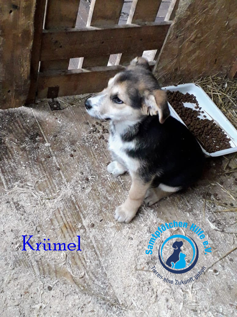 Elena/Hunde/Krümel/Krümel3mN.jpg