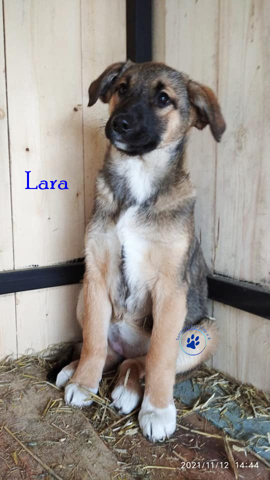 Lara1