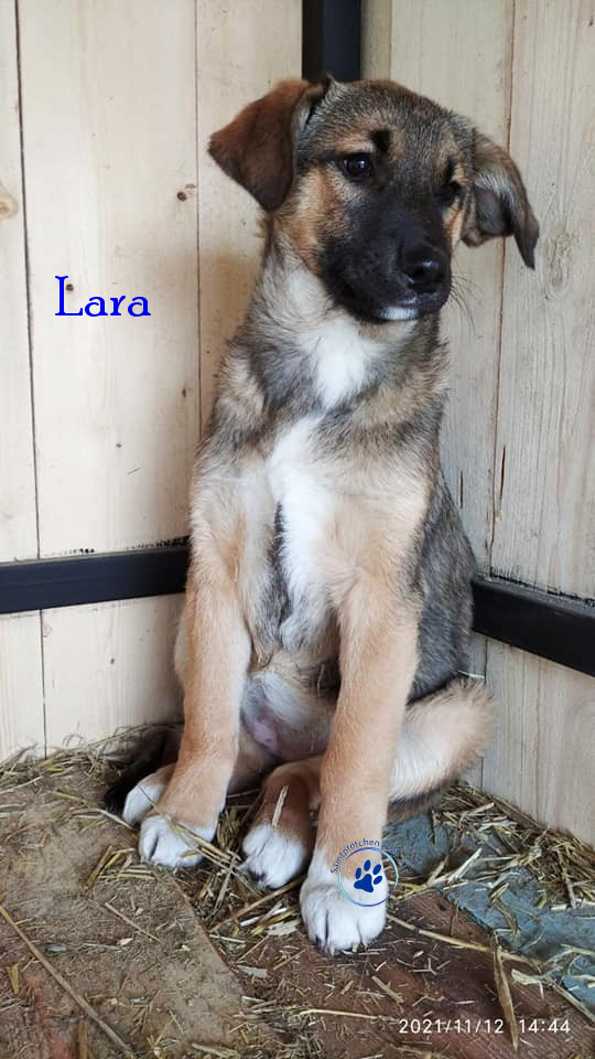 Elena/Hunde/Lara1/Lara106mN.jpg