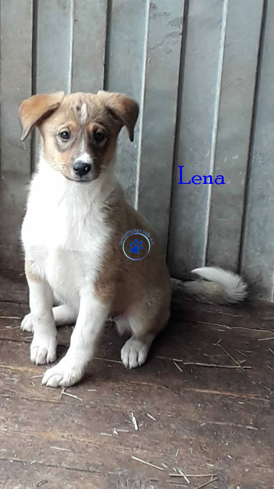 Elena/Hunde/Lena/Lena05mN.jpg