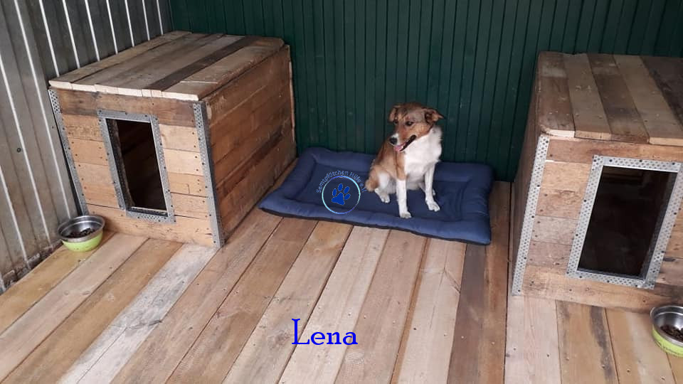 Elena/Hunde/Lena/Lena11mN.jpg