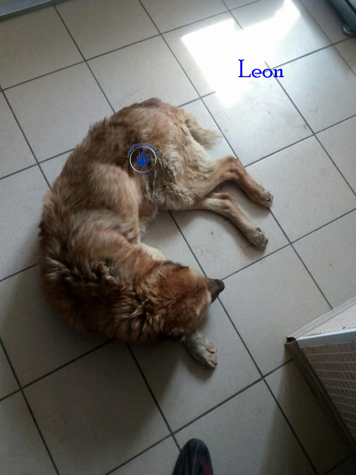 Elena/Hunde/Leon/Leon06mN.jpg