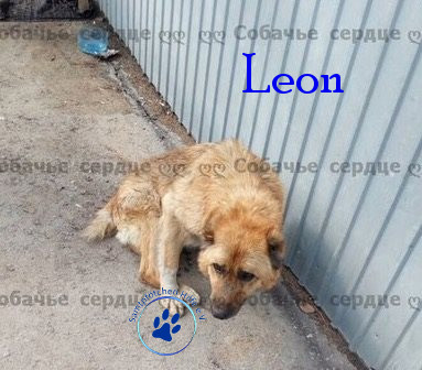 Elena/Hunde/Leon/Leon16mN.jpg