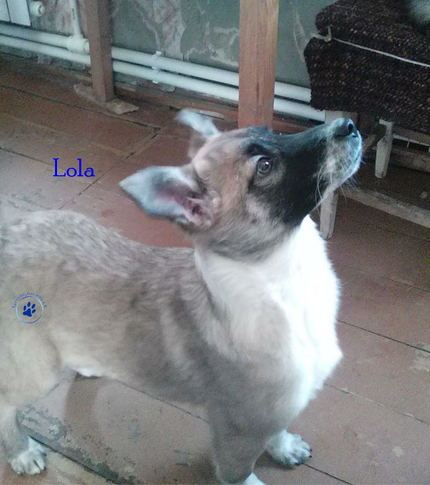 Elena/Hunde/Lola/Lola01mN.jpg