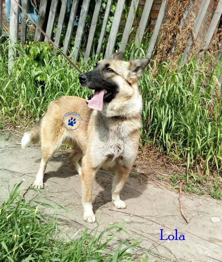 Elena/Hunde/Lola/Lola03mN.jpg
