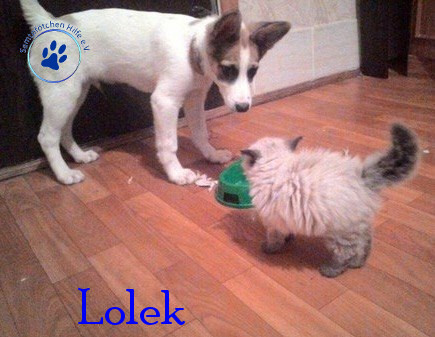 Elena/Hunde/Lolek/Lolek11mN.jpg