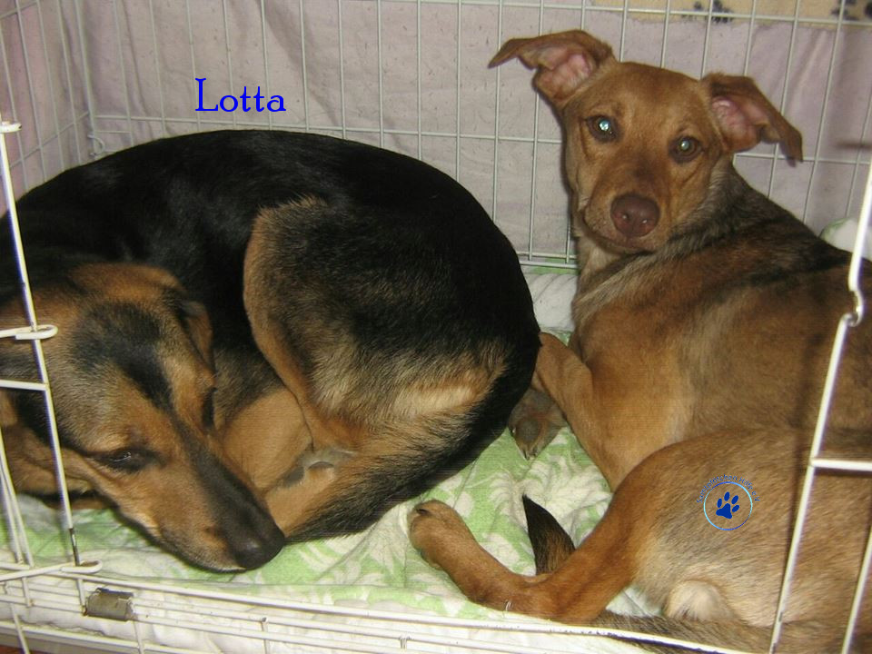 Elena/Hunde/Lotta/Lotta26mN.jpg