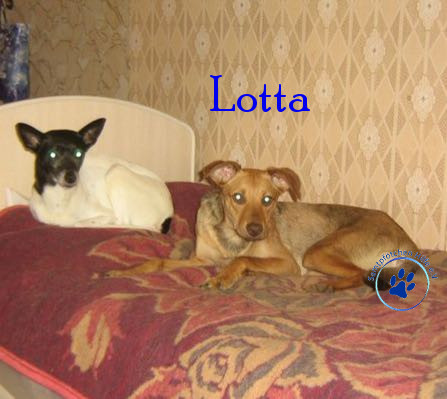 Elena/Hunde/Lotta/Lotta30mN.jpg