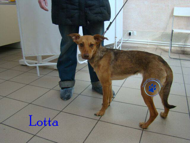 Elena/Hunde/Lotta/Lotta33mN.jpg