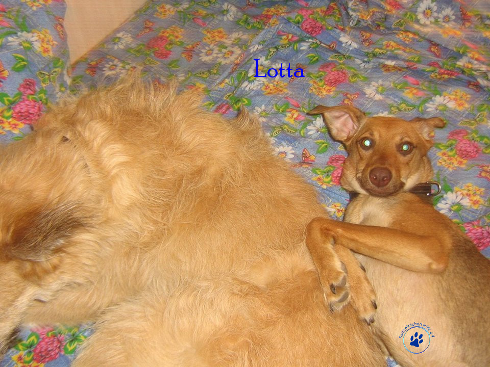 Elena/Hunde/Lotta/Lotta41mN.jpg