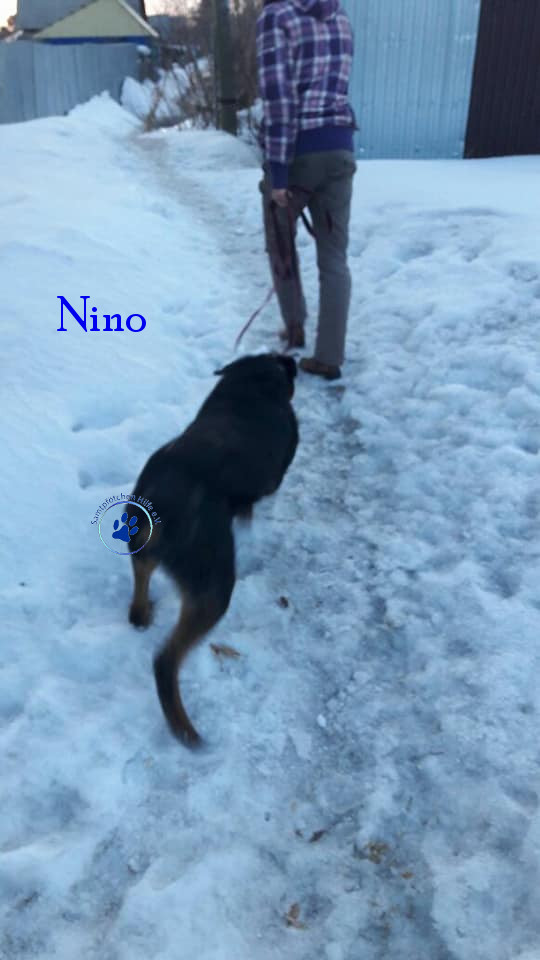 Elena/Hunde/Nino/Nino09mN.jpg