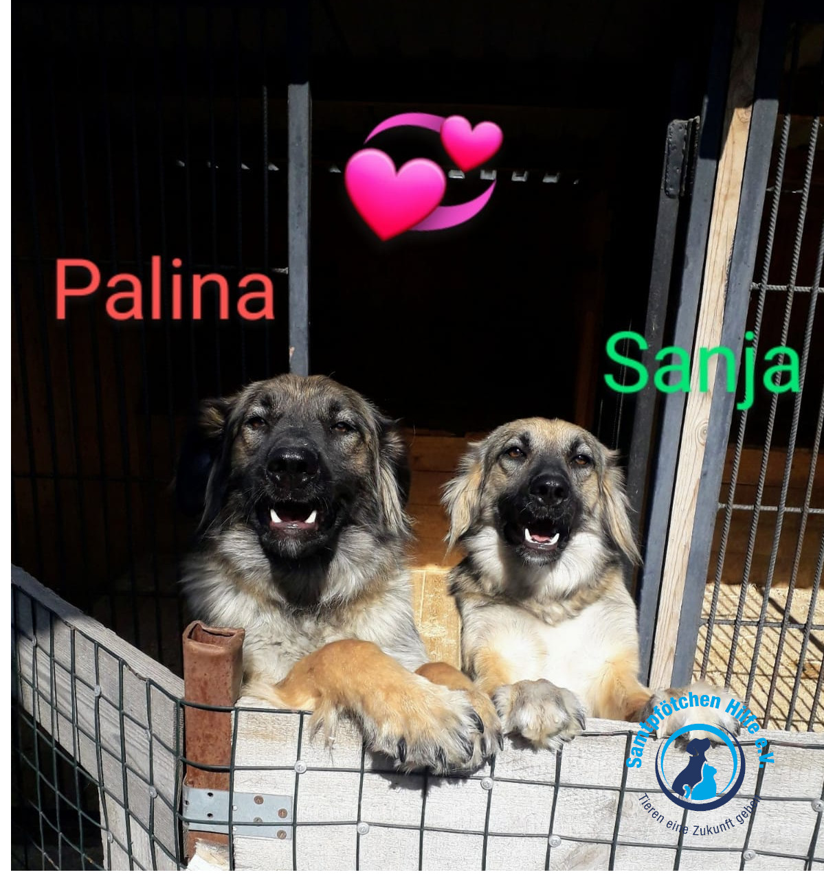 Elena/Hunde/Palina/Palina09mN.jpg