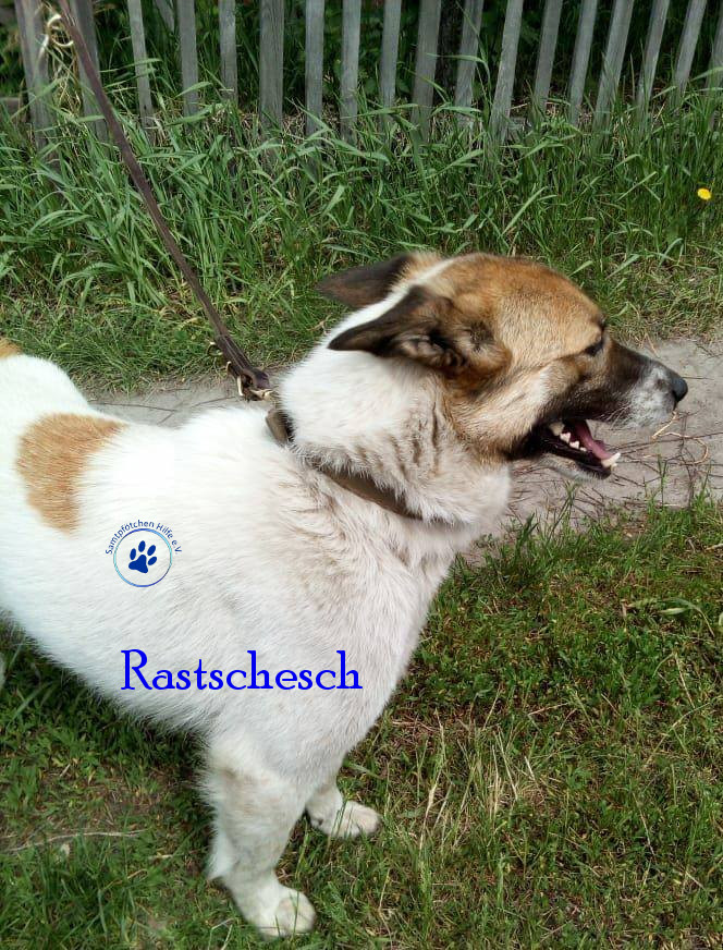 Elena/Hunde/Rastschesch/Rastschesch01mN.jpg