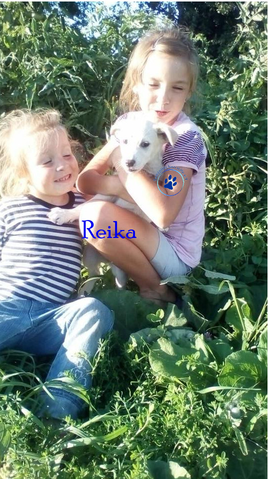 Elena/Hunde/Reika/Reika11mN.jpg