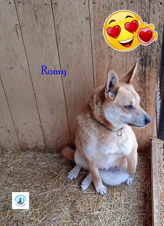 Elena/Hunde/Romy/Romy12mN.jpg