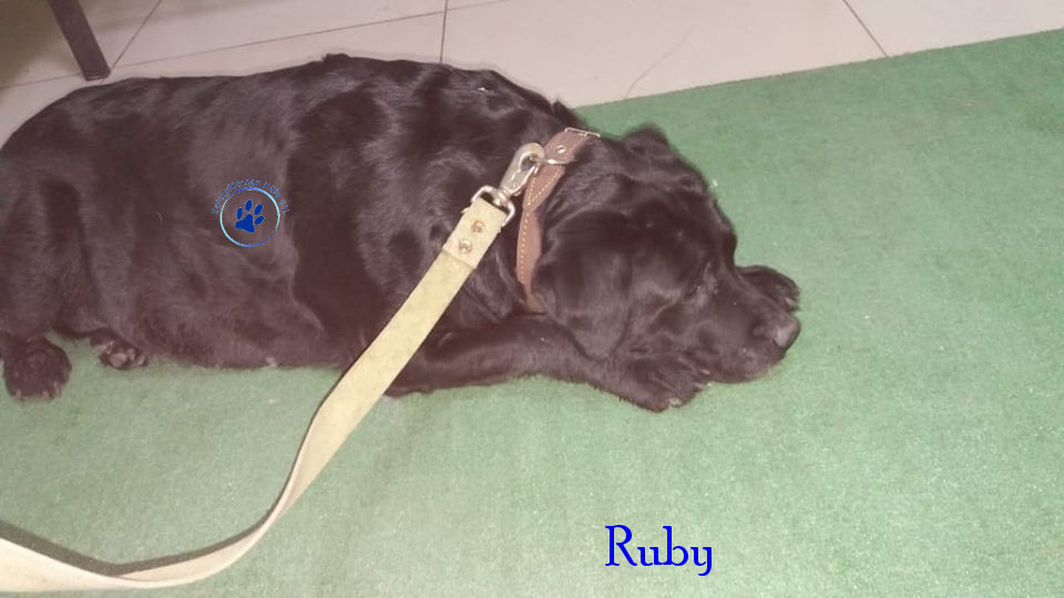 Elena/Hunde/Ruby/Ruby05mN.jpg