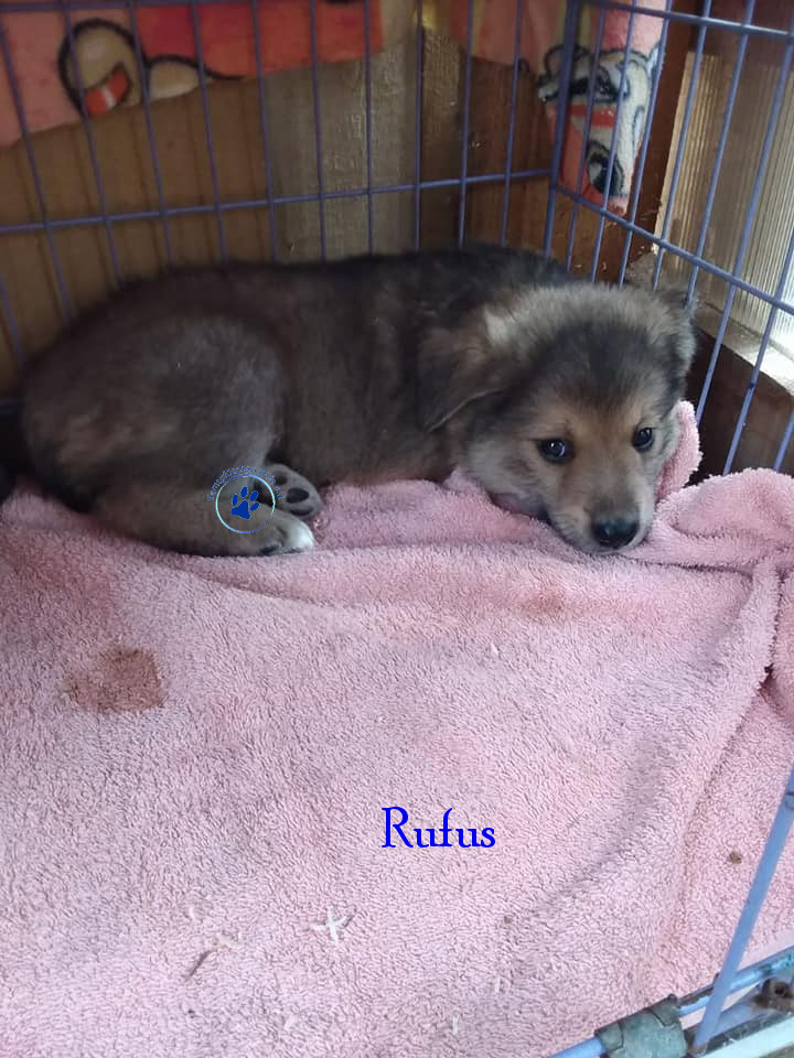 Elena/Hunde/Rufus/Rufus03mN.jpg