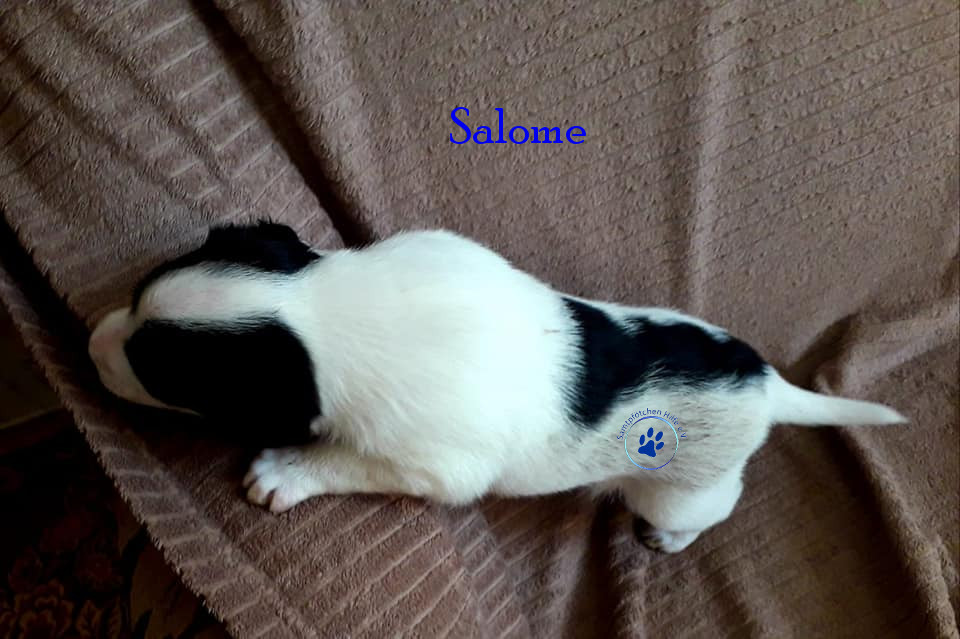Elena/Hunde/Salome/Salome02mN.jpg