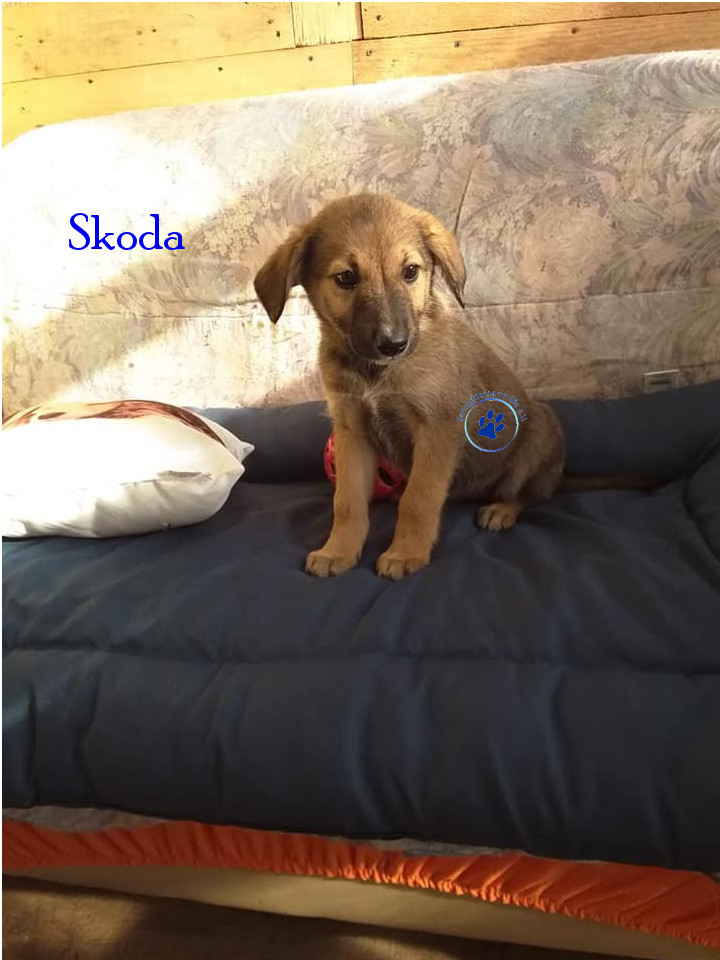 Elena/Hunde/Skoda/Skoda03mN.jpg