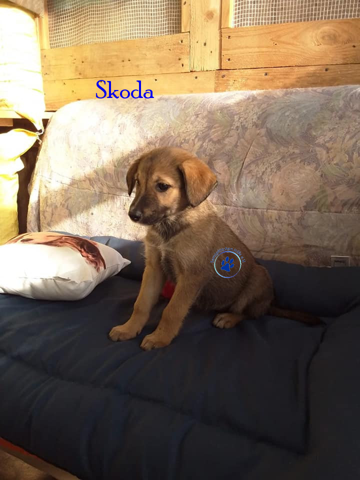 Elena/Hunde/Skoda/Skoda04mN.jpg