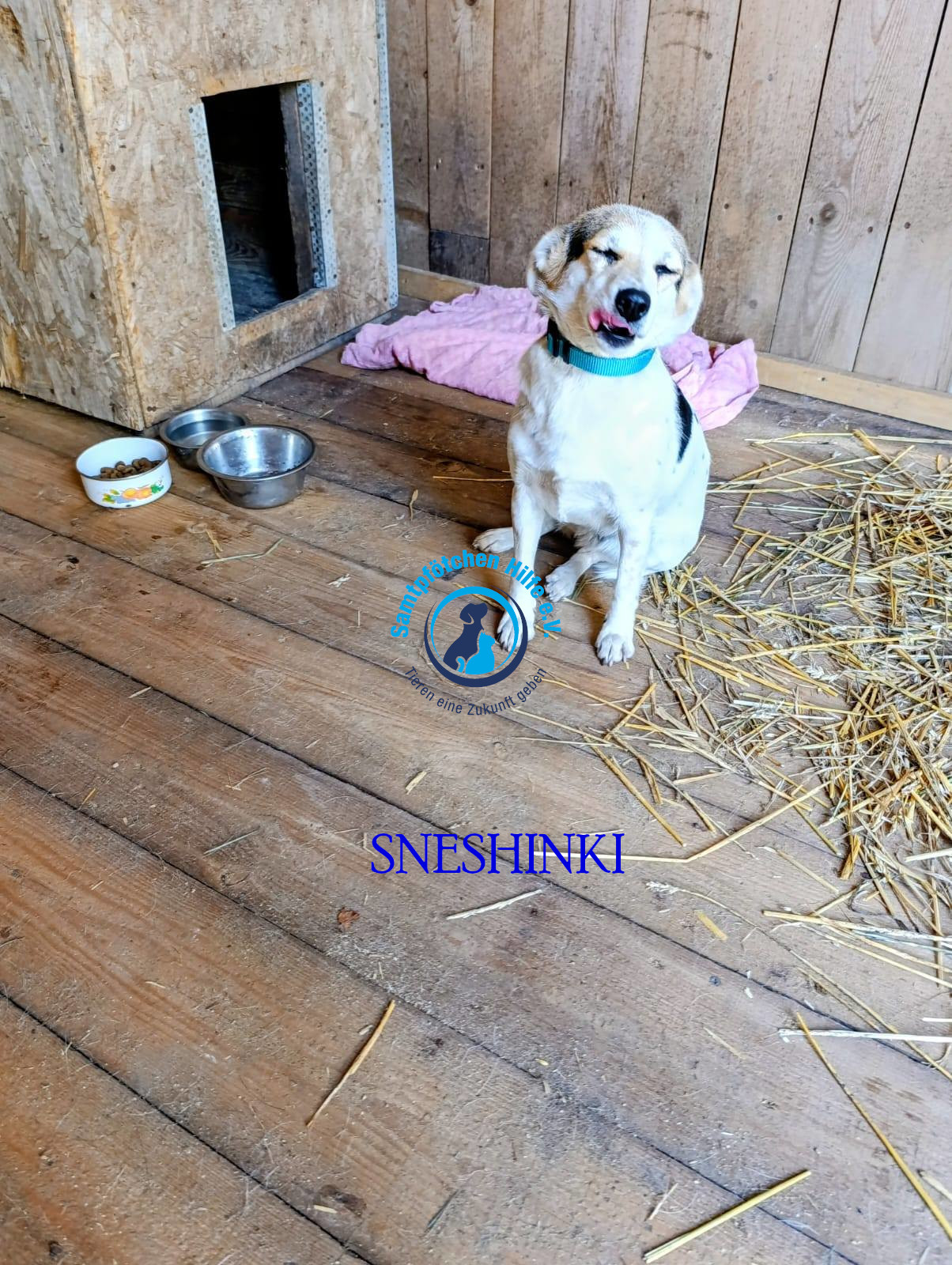 Elena/Hunde/Sneshinki/Sneshinki02MN.jpg