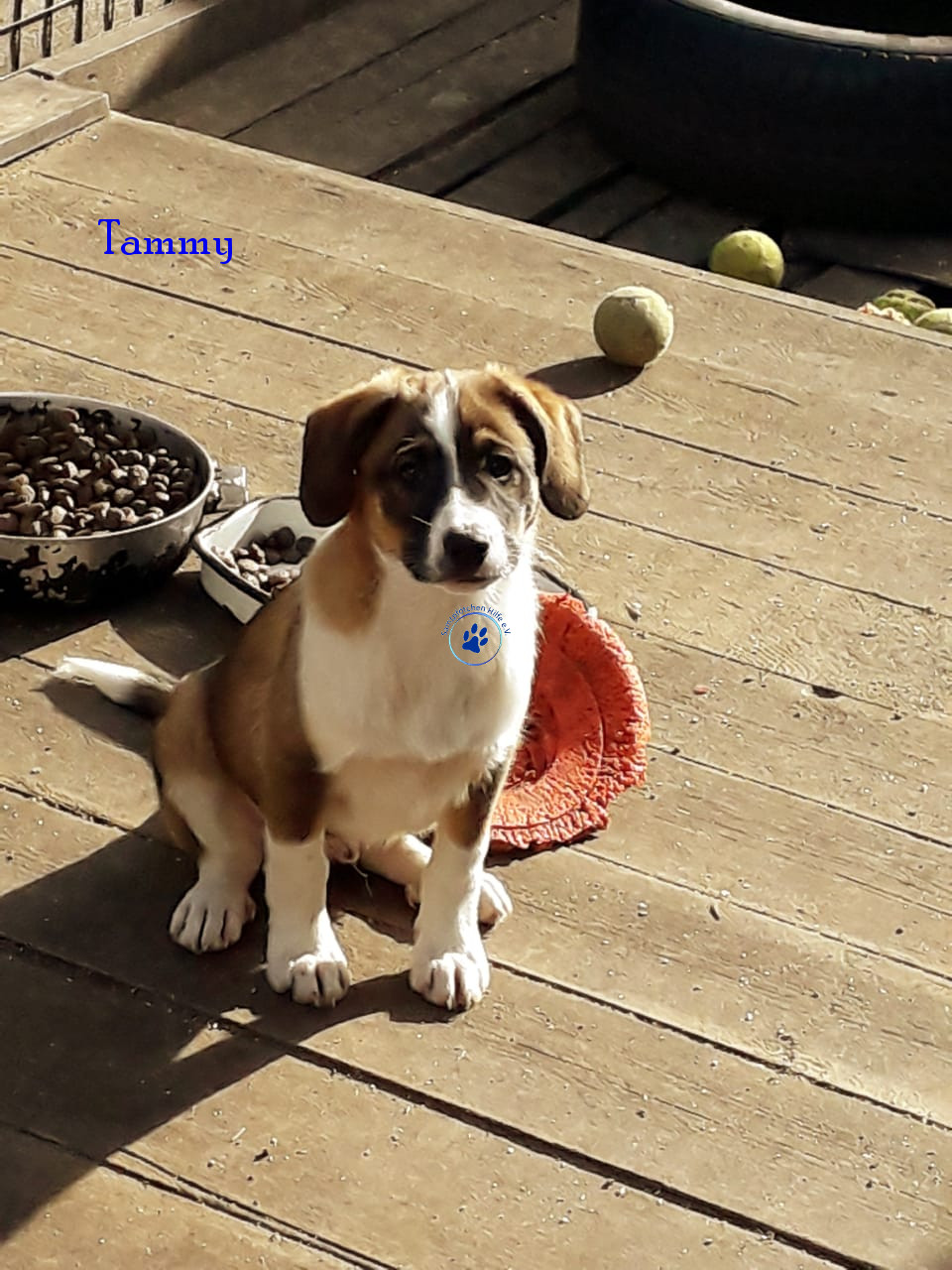 Elena/Hunde/Tammy/Tammy09mN.jpg