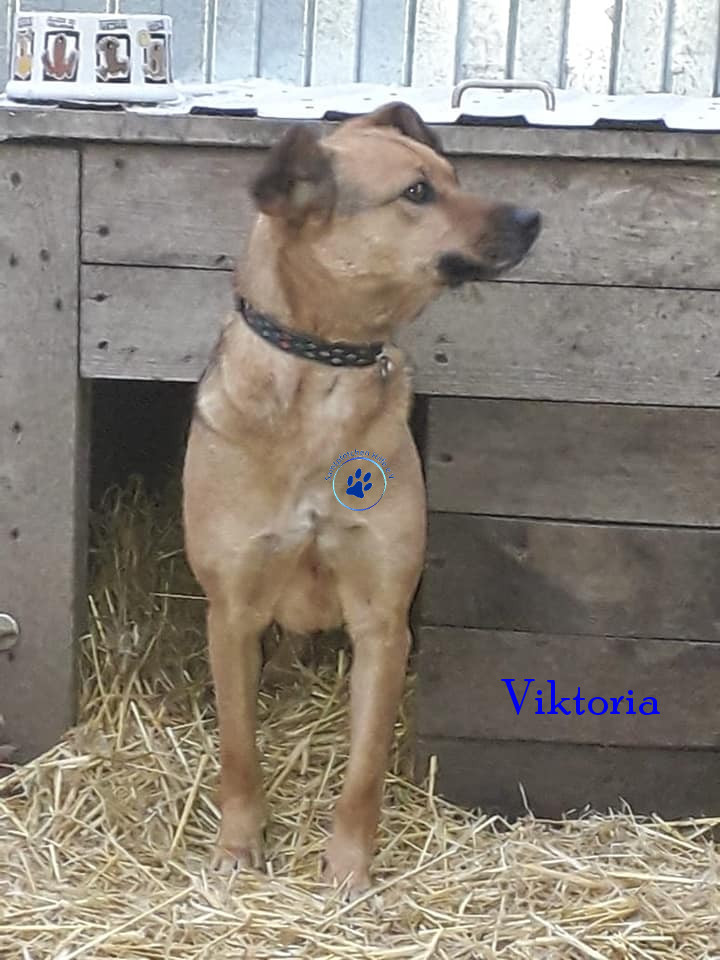 Elena/Hunde/Viktoria/Viktoria18mN.jpg