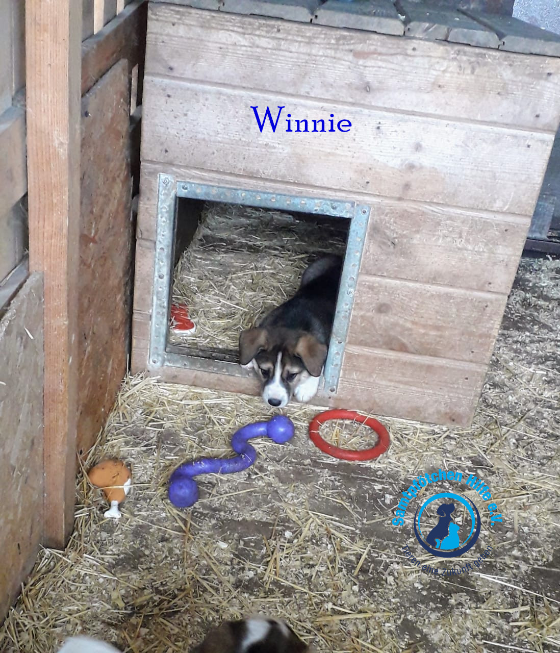 Elena/Hunde/Winnie/Winnie5mN.jpg